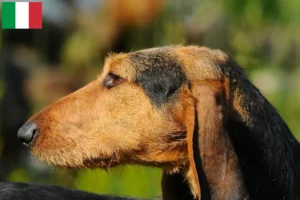 Lees meer over het artikel Segugio Italiano fokkers en pups in Italië