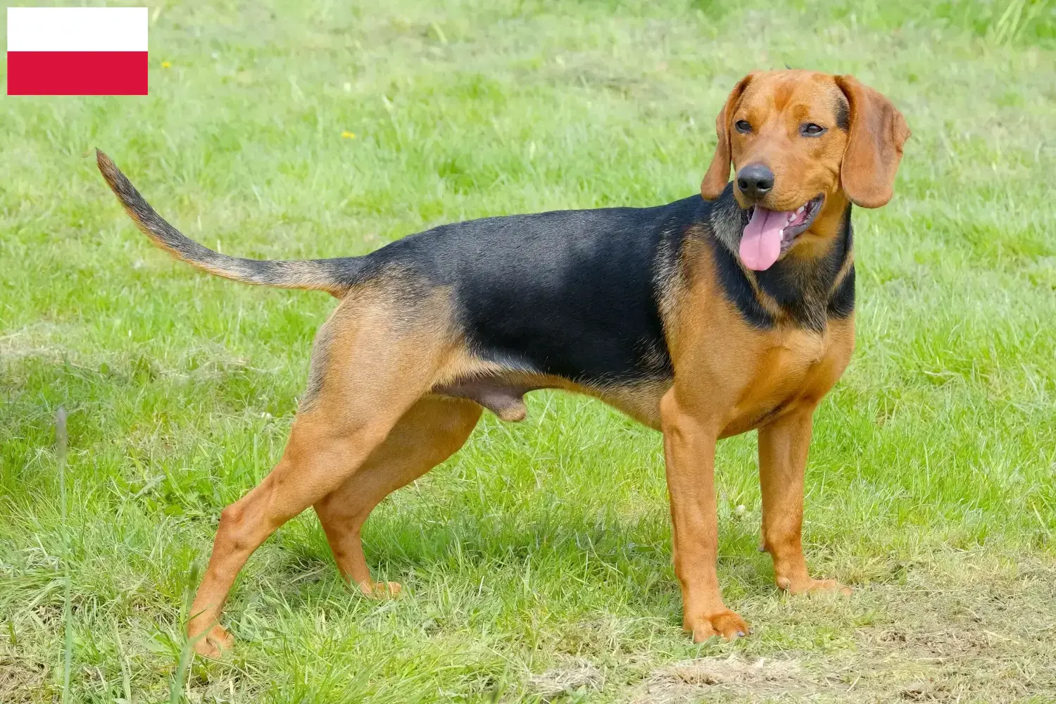 Servische Hond puppy's en fokkers Polen Hier vind je fokkers van Servische Honden in Polen.