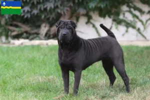 Lees meer over het artikel Shar-Pei fokkers en pups in Flevoland