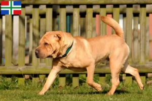 Lees meer over het artikel Shar-Pei fokkers en pups in Groningen