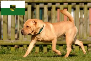 Lees meer over het artikel Shar-Pei fokkers en pups in Saksen