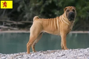 Lees meer over het artikel Shar-Pei fokkers en pups in Zuid-Holland