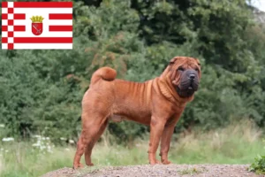 Lees meer over het artikel Shar-Pei fokkers en pups in Bremen
