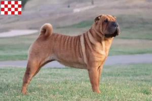 Lees meer over het artikel Shar-Pei fokkers en pups in Noord-Brabant