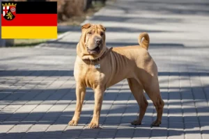 Lees meer over het artikel Shar-Pei fokkers en pups in Rijnland-Palts