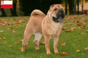 Lees meer over het artikel Shar-Pei fokkers en pups in Utrecht