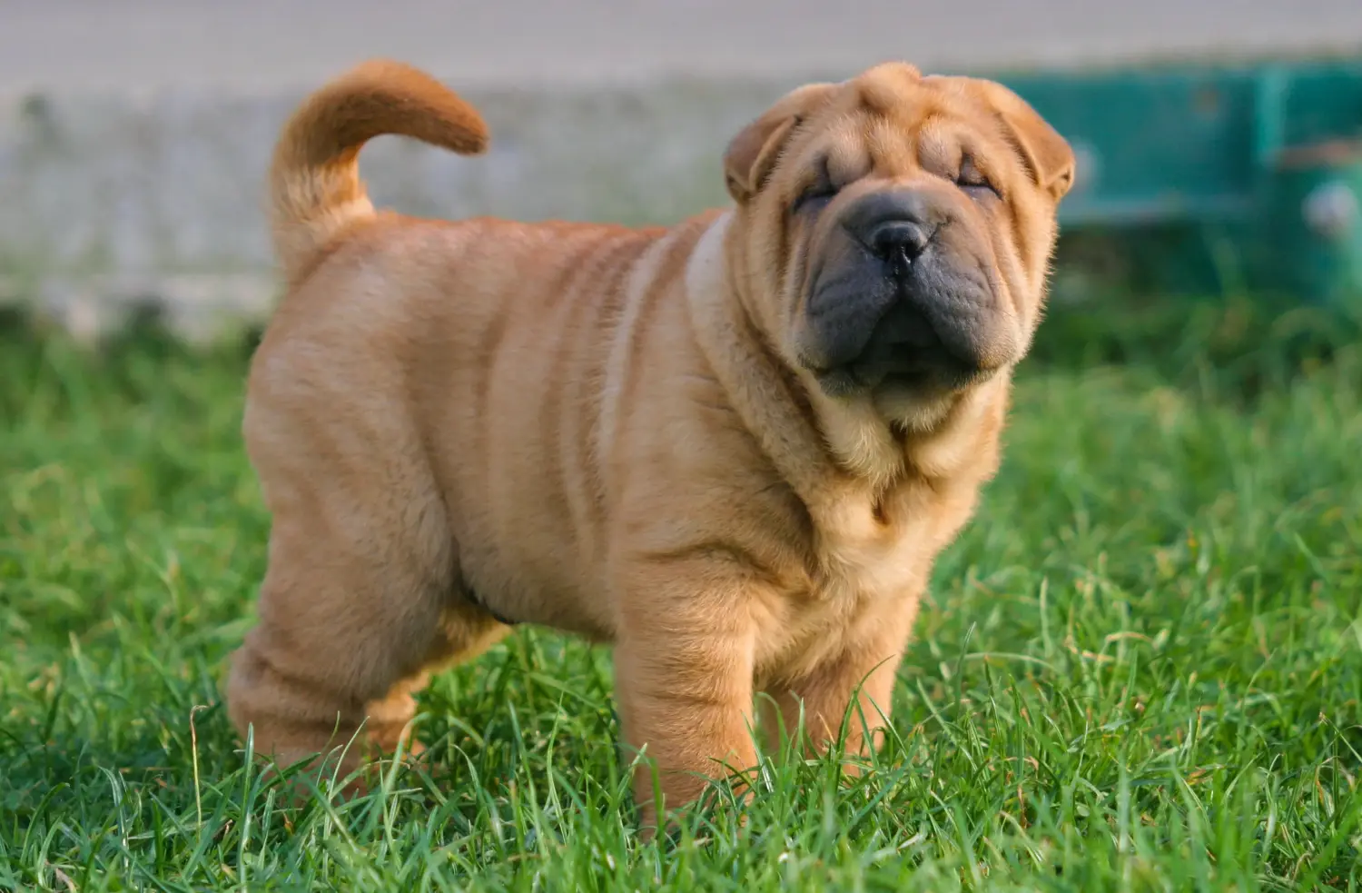 Een Shar-Pei puppy kopen betekent verantwoordelijkheid nemen! Shar-Pei puppy kopen.
