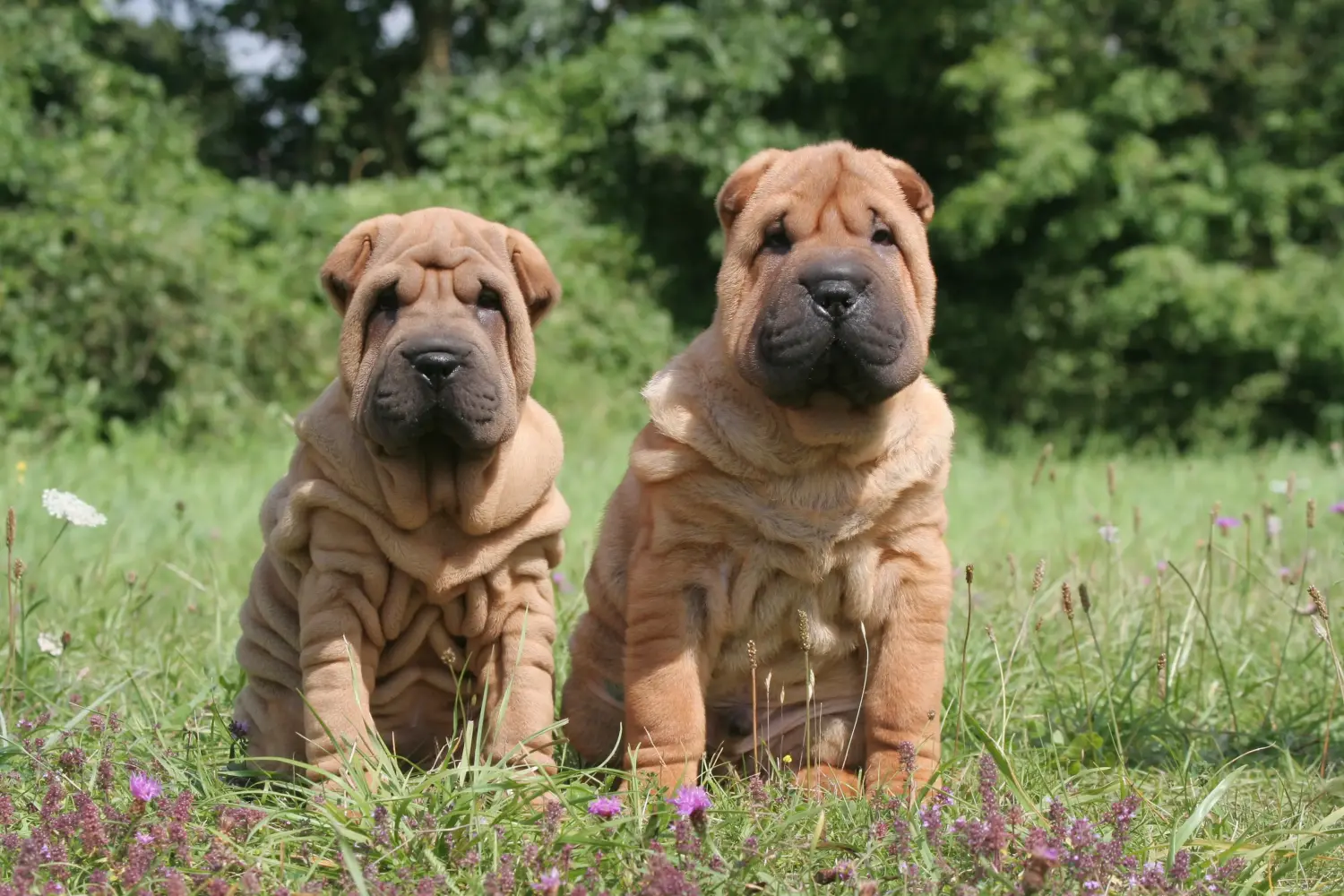 Een Shar-Pei puppy kopen betekent verantwoordelijkheid nemen! Shar-Pei puppy kopen.