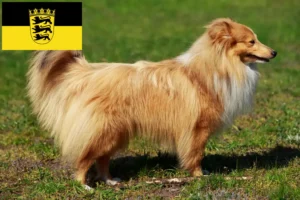Lees meer over het artikel Sheltie fokkers en pups in Baden-Württemberg