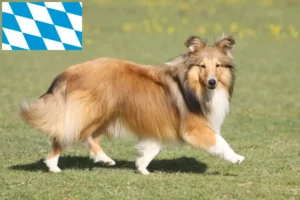 Lees meer over het artikel Sheltie fokkers en puppies in Beieren