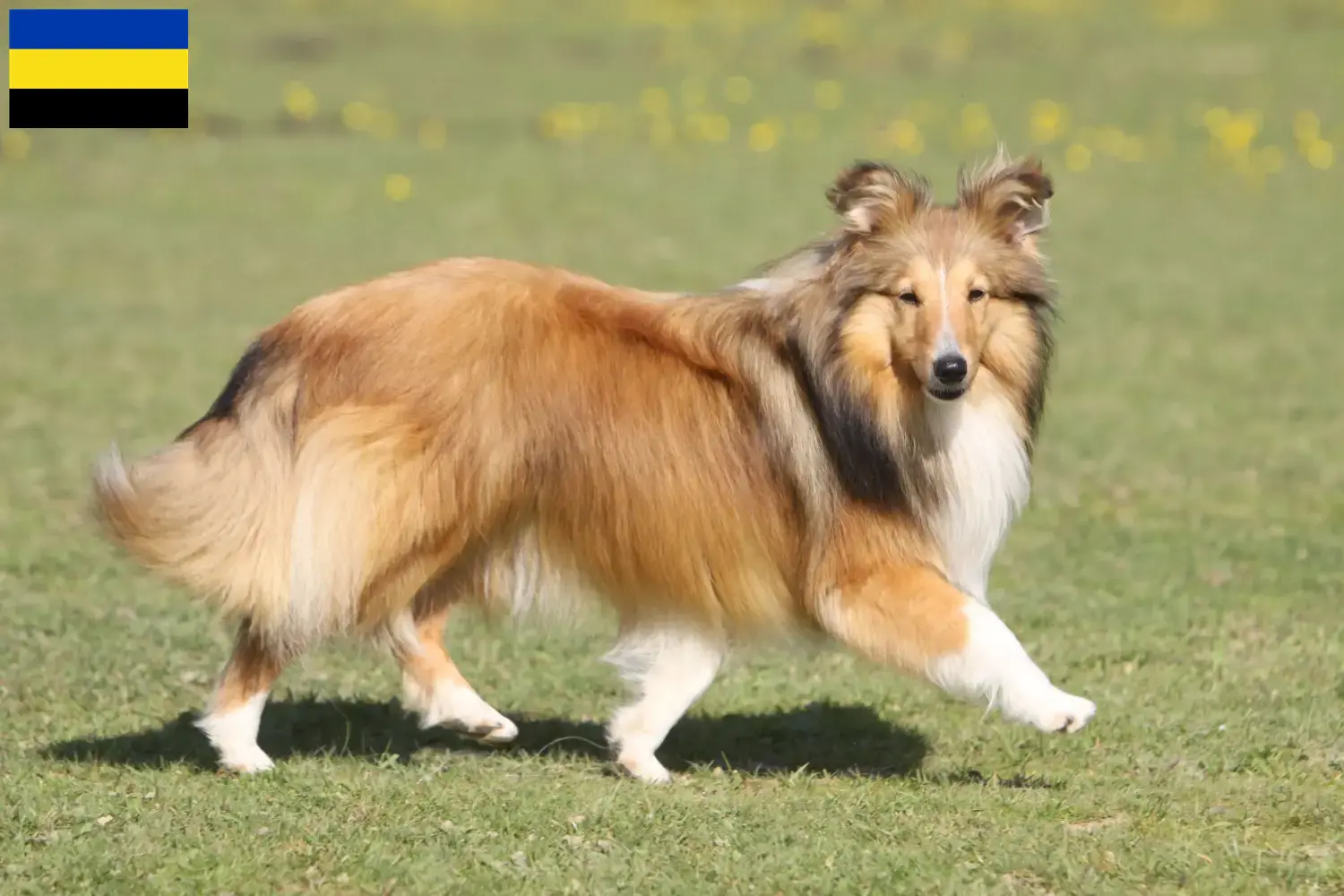 Sheltie pups en fokkers Gelderland Vind hier Shelties fokkers in Gelderland.