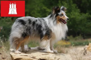 Lees meer over het artikel Sheltie fokkers en pups in Hamburg