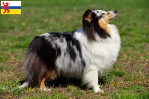 Lees meer over het artikel Sheltie fokkers en pups in Limburg