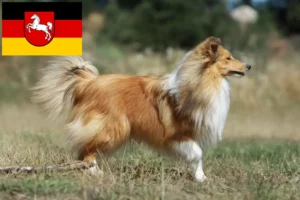 Lees meer over het artikel Sheltie fokkers en pups in Nedersaksen