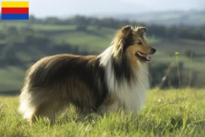 Lees meer over het artikel Sheltie fokkers en pups in Noord-Holland