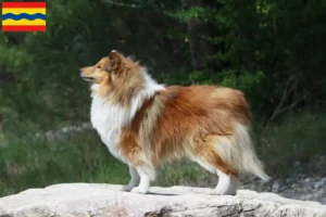 Lees meer over het artikel Sheltie fokkers en pups in Overijssel
