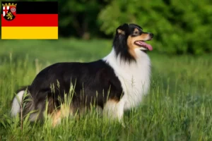 Lees meer over het artikel Sheltie fokkers en pups in Rijnland-Palts