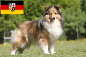 Lees meer over het artikel Sheltie fokkers en pups in Saarland