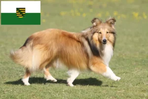 Lees meer over het artikel Sheltie fokkers en pups in Saksen