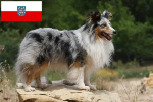 Lees meer over het artikel Sheltie fokkers en pups in Thüringen