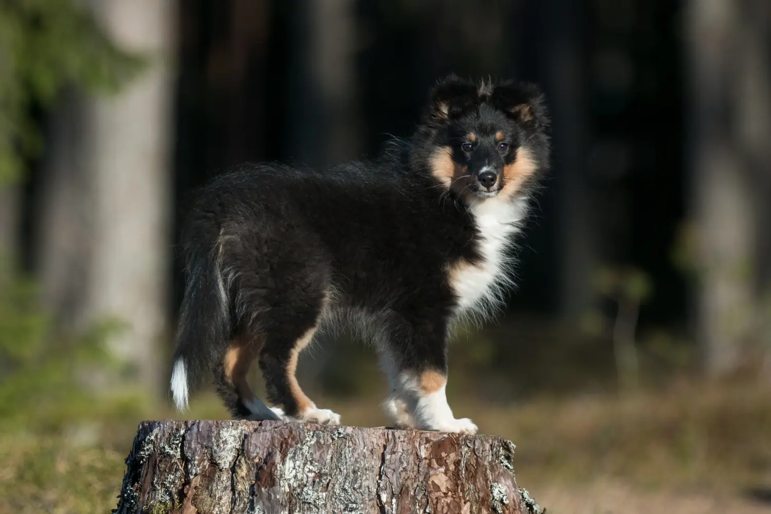 Een Sheltie puppy kopen betekent verantwoordelijkheid nemen! Sheltie puppy kopen.