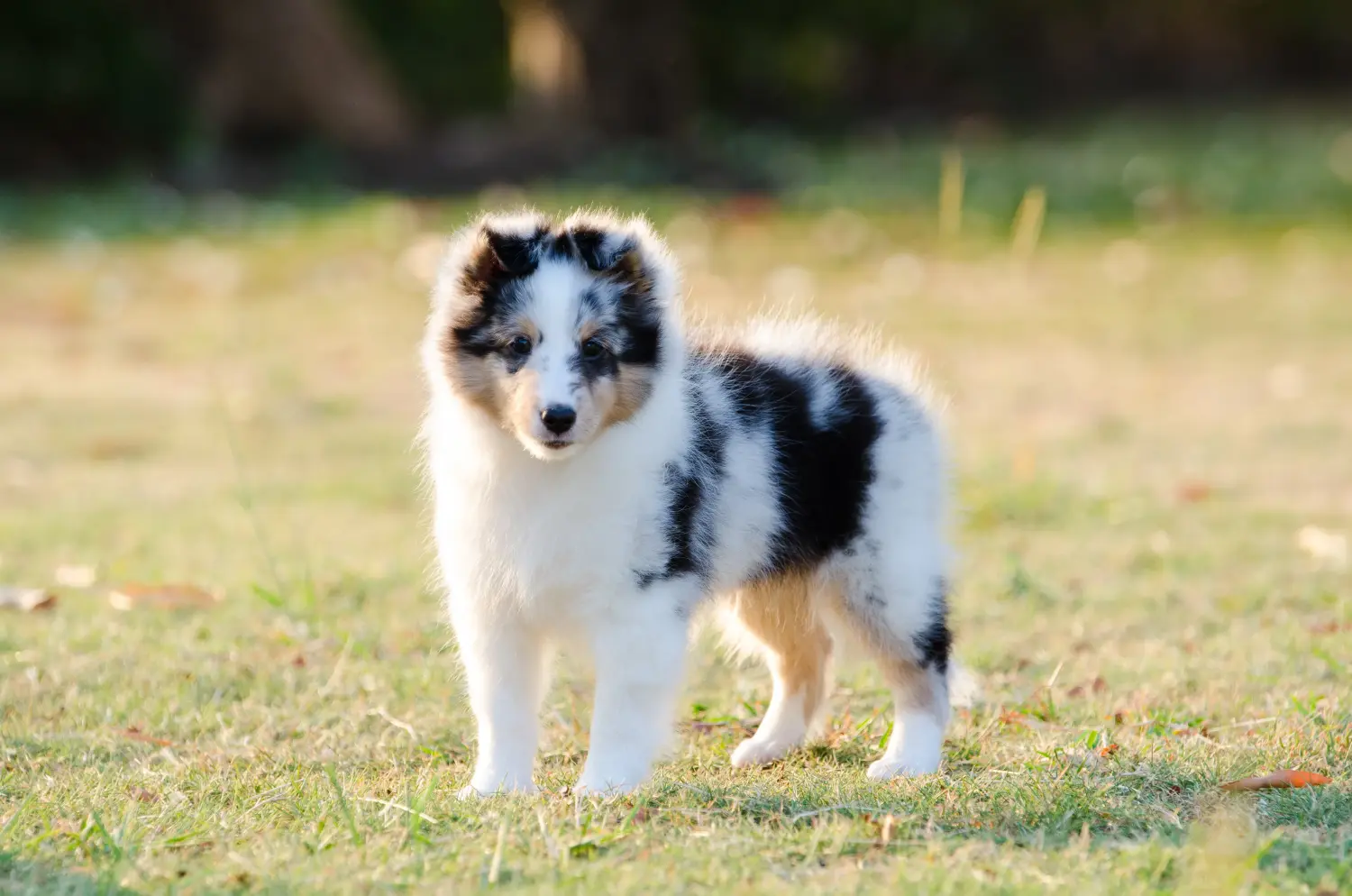Een Sheltie puppy kopen betekent verantwoordelijkheid nemen! Sheltie puppy kopen.