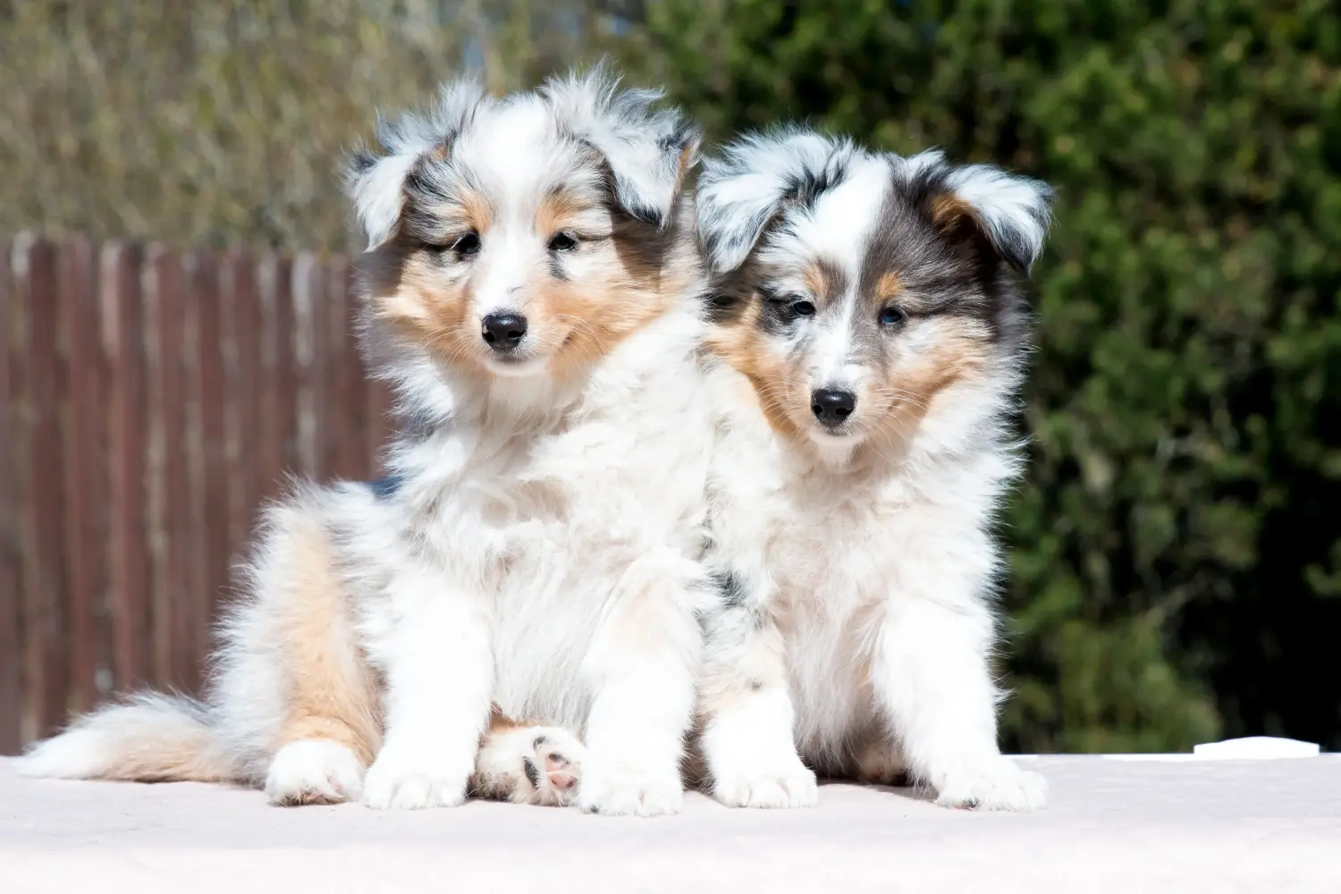 Een Sheltie puppy kopen betekent verantwoordelijkheid nemen! Sheltie puppy kopen.