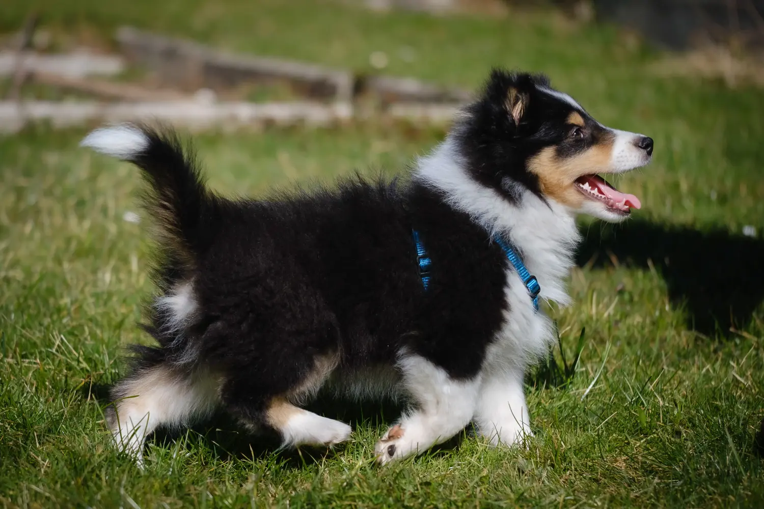 Een Sheltie puppy kopen betekent verantwoordelijkheid nemen! Sheltie puppy kopen.
