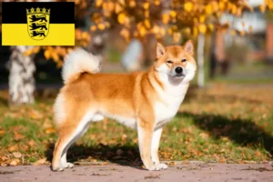 Lees meer over het artikel Shiba fokkers en pups in Baden-Württemberg