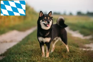 Lees meer over het artikel Shiba fokkers en puppies in Beieren