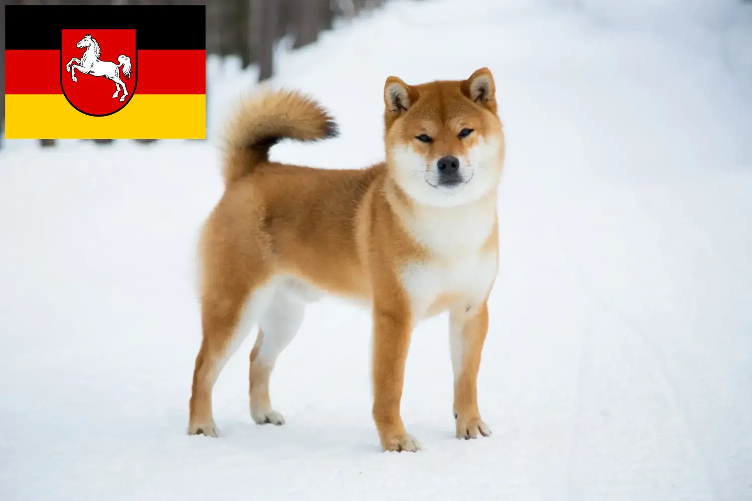 Shiba puppies en fokker Nedersaksen Hier vind je Shiba's fokkers in Nedersaksen.