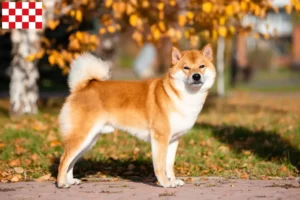 Lees meer over het artikel Shiba fokkers en pups in Noord-Brabant