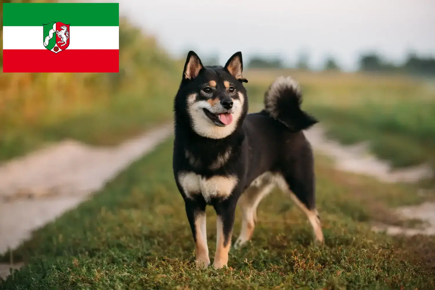 Shiba puppy's en fokkers Noordrijn-Westfalen Hier vind je Shiba's fokkers in Noordrijn-Westfalen.