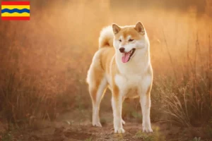 Lees meer over het artikel Shiba fokkers en pups in Overijssel