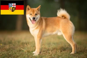 Lees meer over het artikel Shiba fokkers en pups in Saarland
