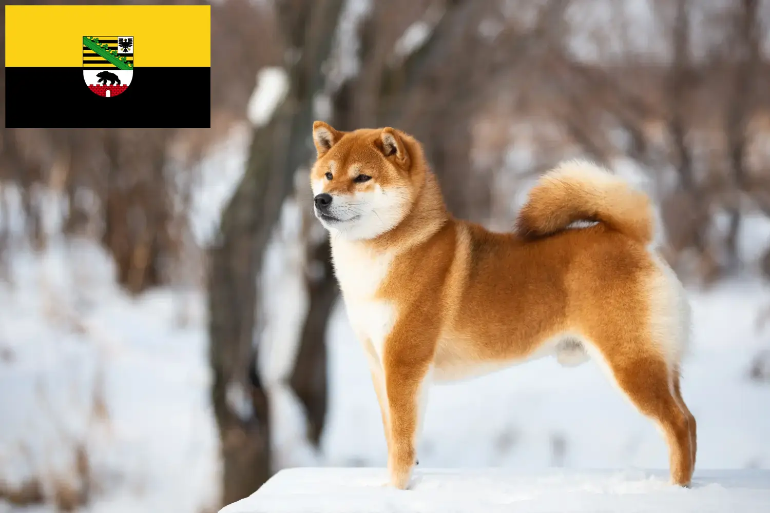 Shiba puppy's en fokkers Saksen-Anhalt Hier vind je Shiba's fokkers in Saksen-Anhalt.