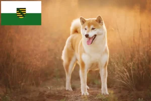Lees meer over het artikel Shiba fokkers en pups in Saksen