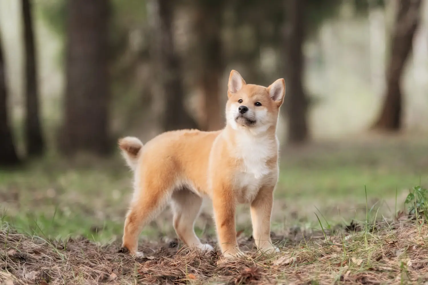 Een Shiba puppy kopen betekent verantwoordelijkheid nemen! Shiba puppy kopen.