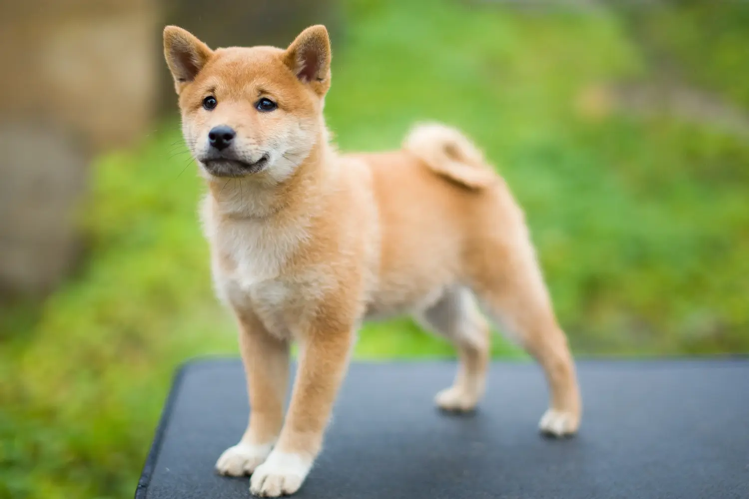 Een Shiba puppy kopen betekent verantwoordelijkheid nemen! Shiba puppy kopen.