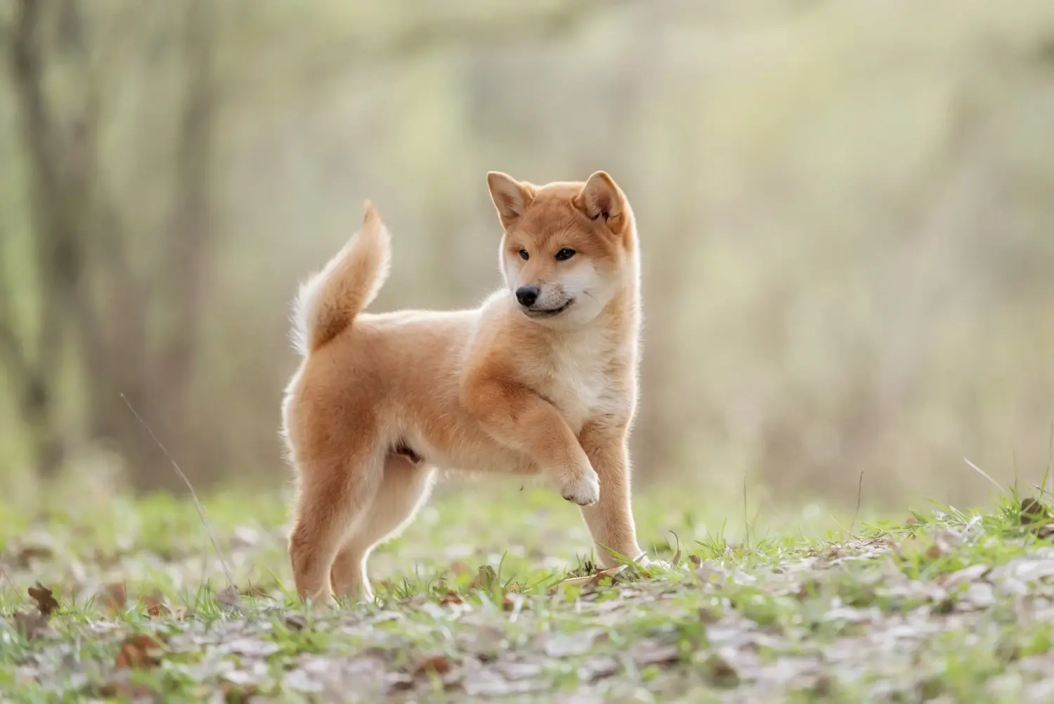 Een Shiba puppy kopen betekent verantwoordelijkheid nemen! Shiba puppy kopen.