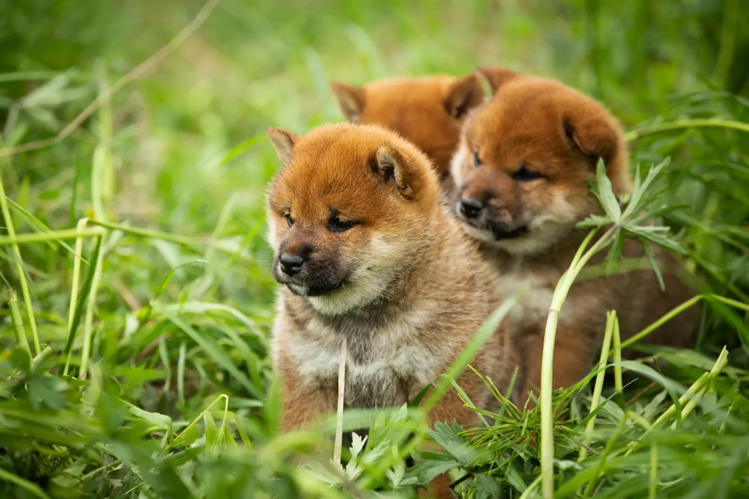 Een Shiba puppy kopen betekent verantwoordelijkheid nemen! Shiba puppy kopen.