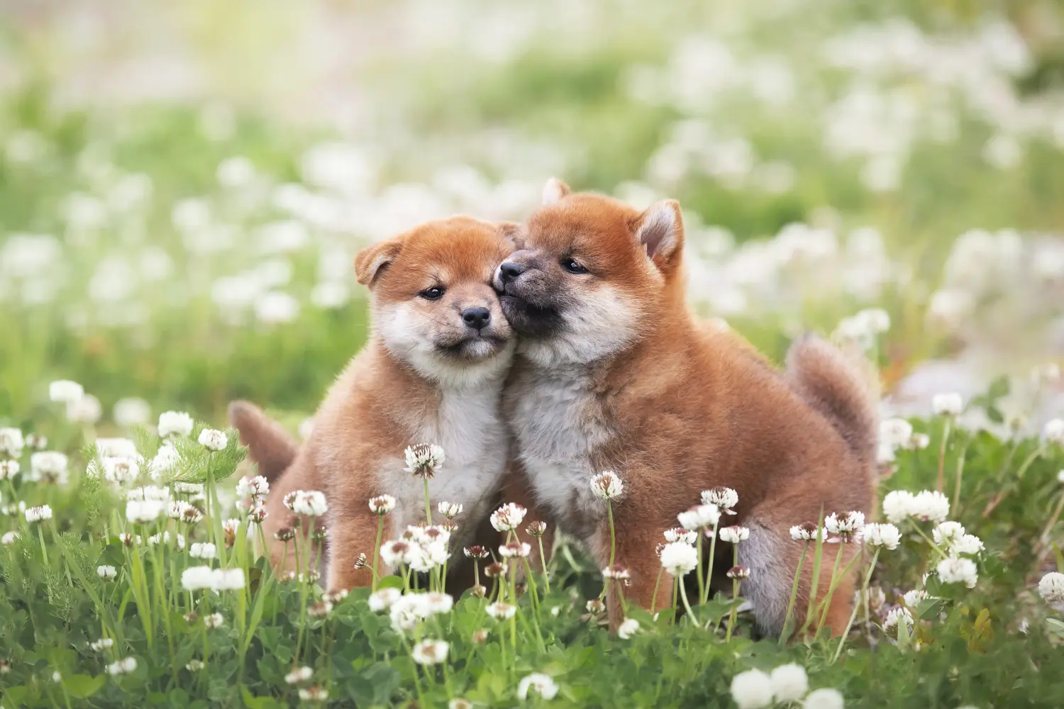 Een Shiba puppy kopen betekent verantwoordelijkheid nemen! Shiba puppy kopen.