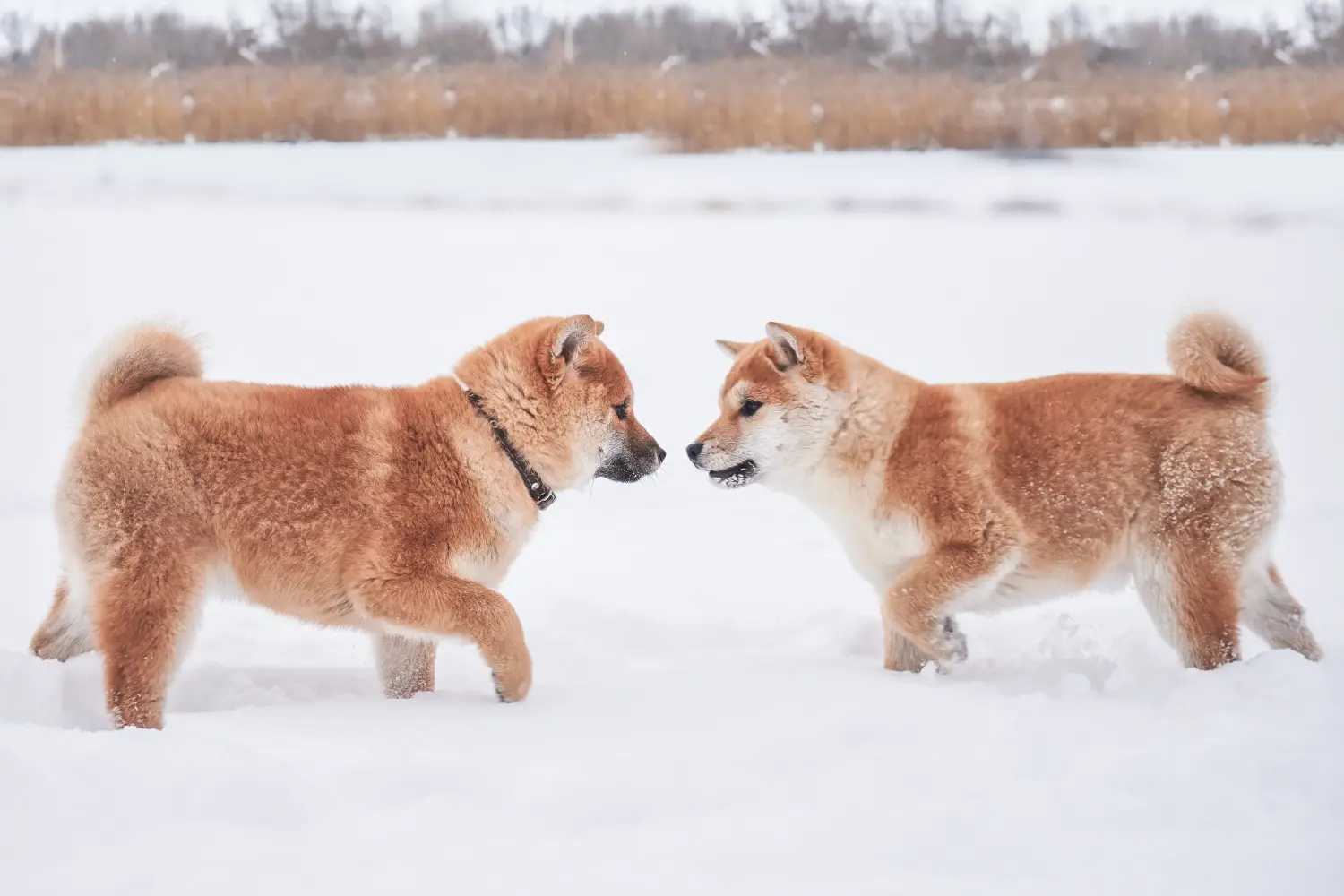 Een Shiba puppy kopen betekent verantwoordelijkheid nemen! Shiba puppy kopen.