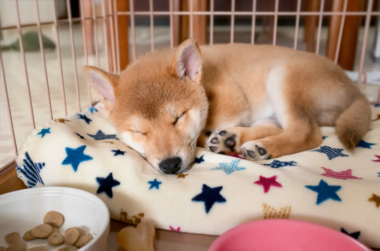 Een Shiba puppy kopen betekent verantwoordelijkheid nemen! Shiba puppy kopen.