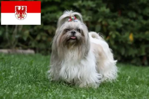 Lees meer over het artikel Shih Tzu fokkers en pups in Brandenburg