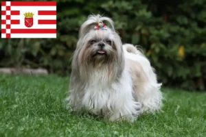Lees meer over het artikel Shih Tzu fokkers en pups in Bremen