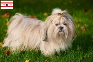 Lees meer over het artikel Shih Tzu fokkers en pups in Drenthe