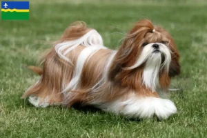 Lees meer over het artikel Shih Tzu fokkers en pups in Flevoland
