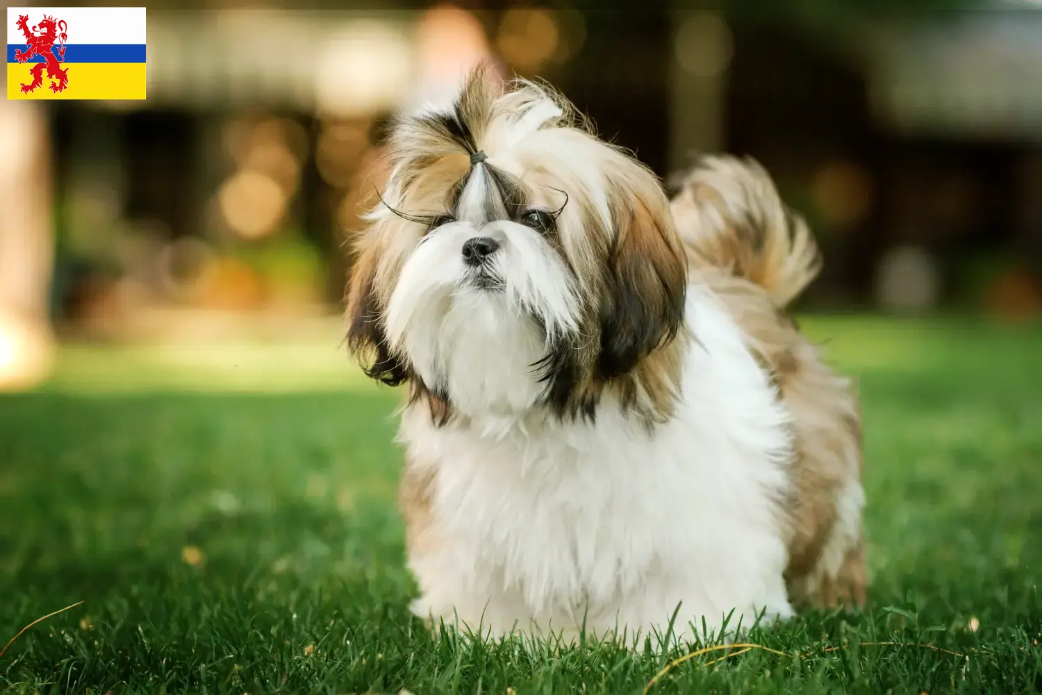 Shih Tzu pups en fokkers Limburg Vind hier Shih Tzu fokkers in Limburg.