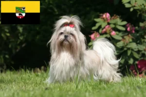 Lees meer over het artikel Shih Tzu fokkers en pups in Saksen-Anhalt
